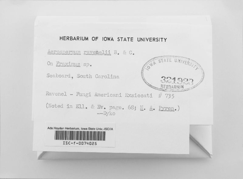 Acrospermum ravenelii image