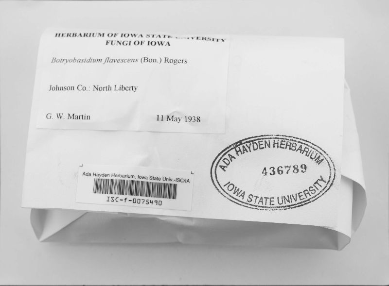 Botryobasidium flavescens image