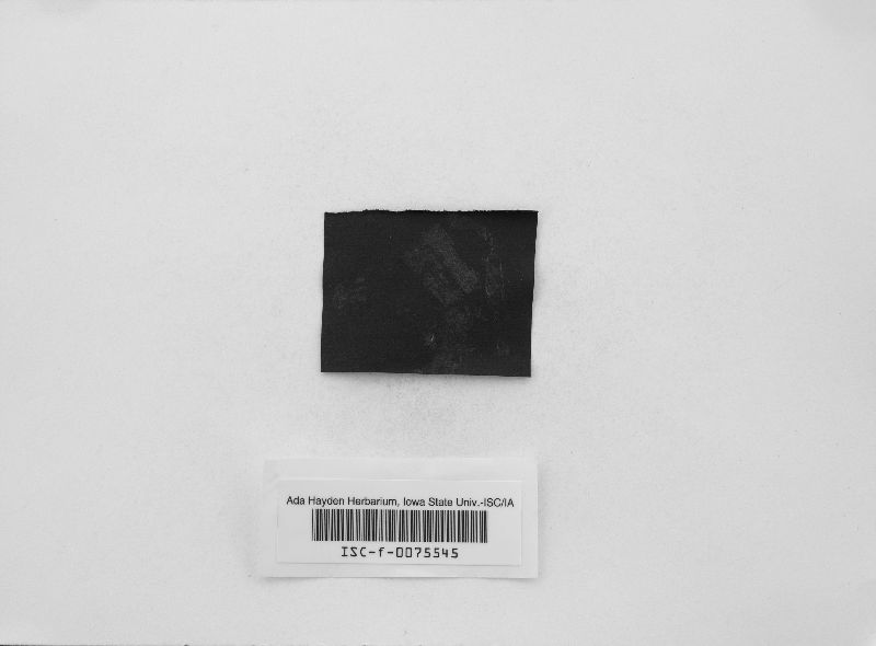 Exidiopsis galzinii image