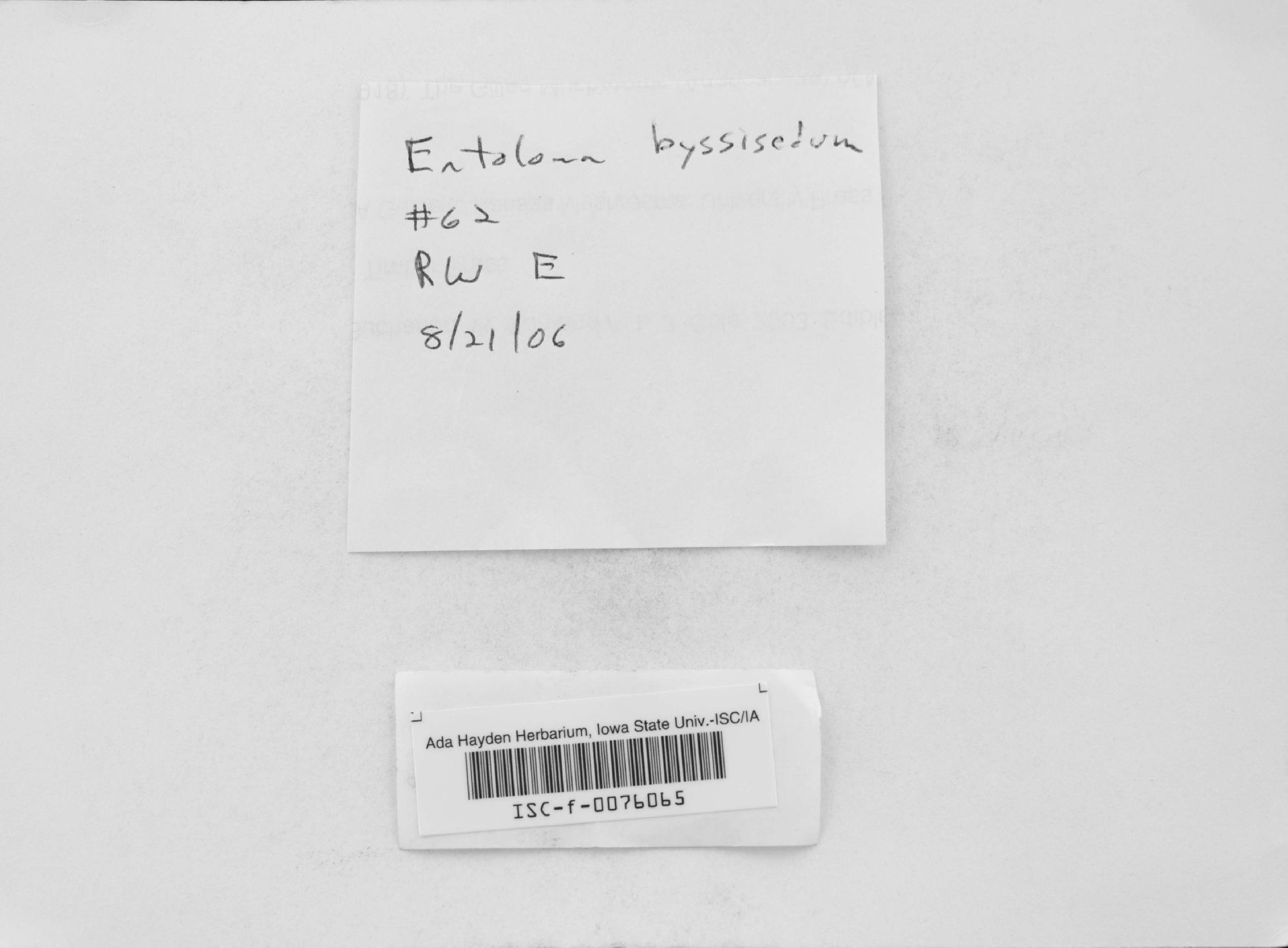 Entoloma byssisedum