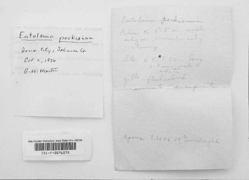 Entoloma peckianum image