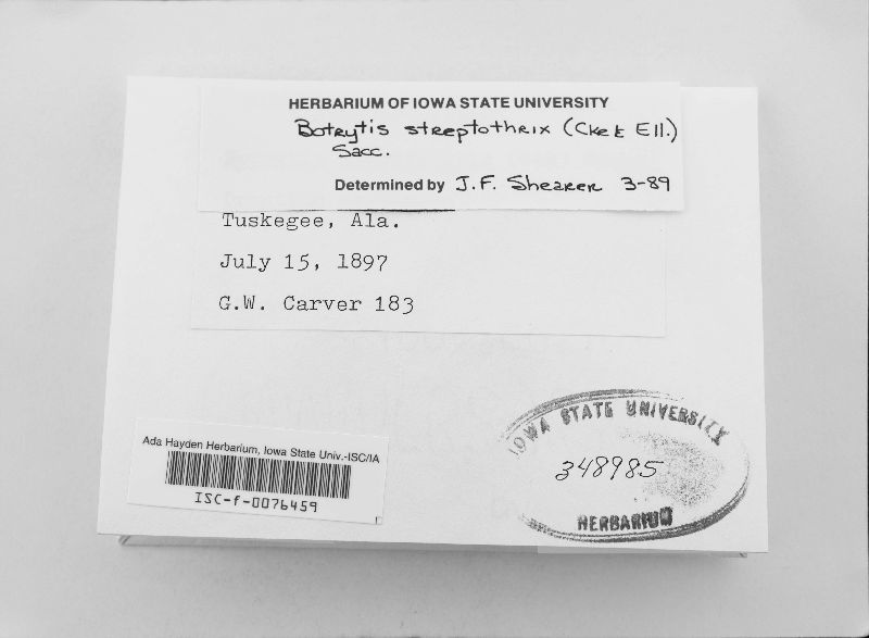 Streptobotrys streptothrix image