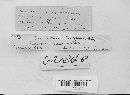 Thumbnail image of current specimen