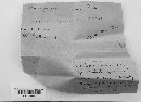 Dacrymyces minor image