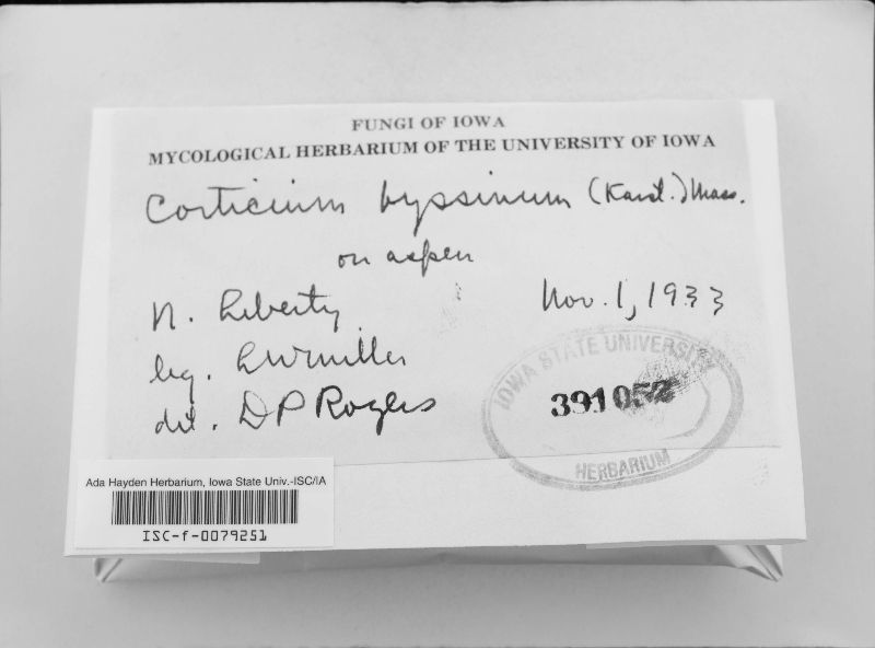 Piloderma byssinum image