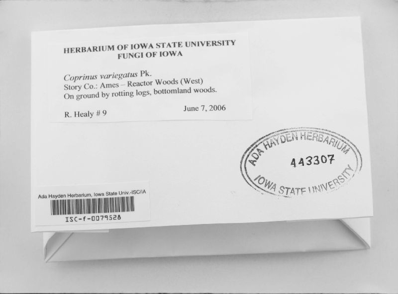 Coprinus variegatus image