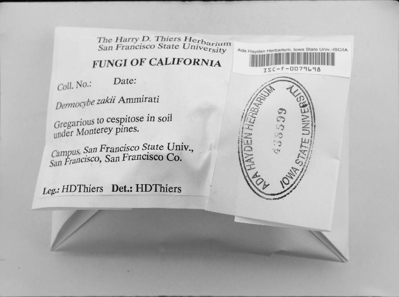 Dermocybe zakii image