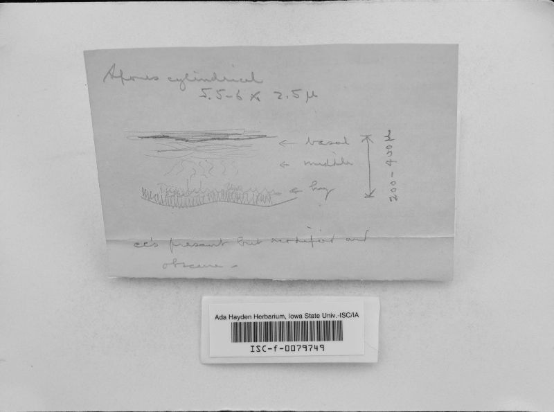 Corticium pelliculare image