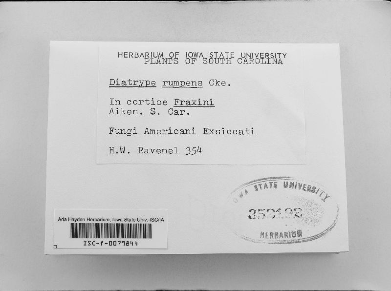 Diatrype rumpens image
