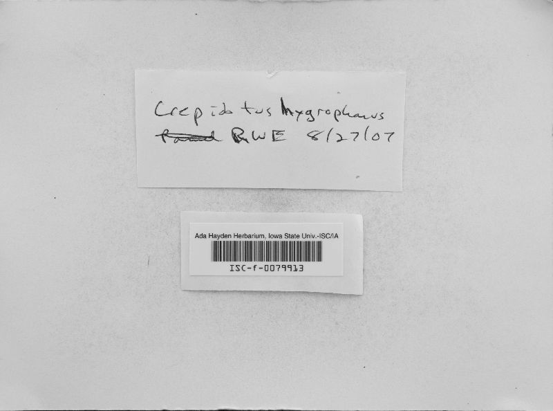 Crepidotus hygrophanus image