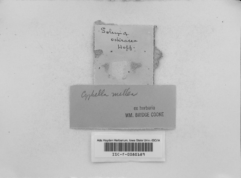 Cyphella mellea image