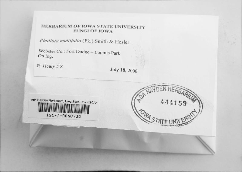 Pholiota multifolia image