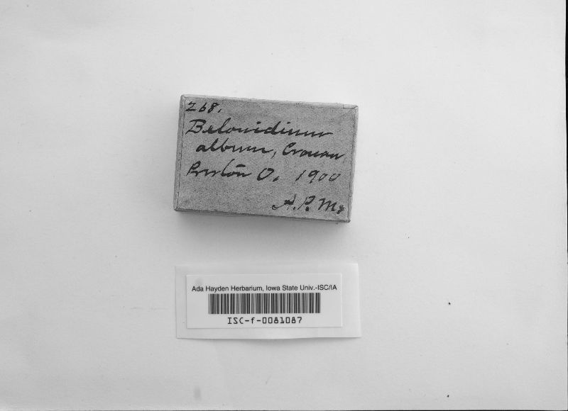 Strossmayeria alba image