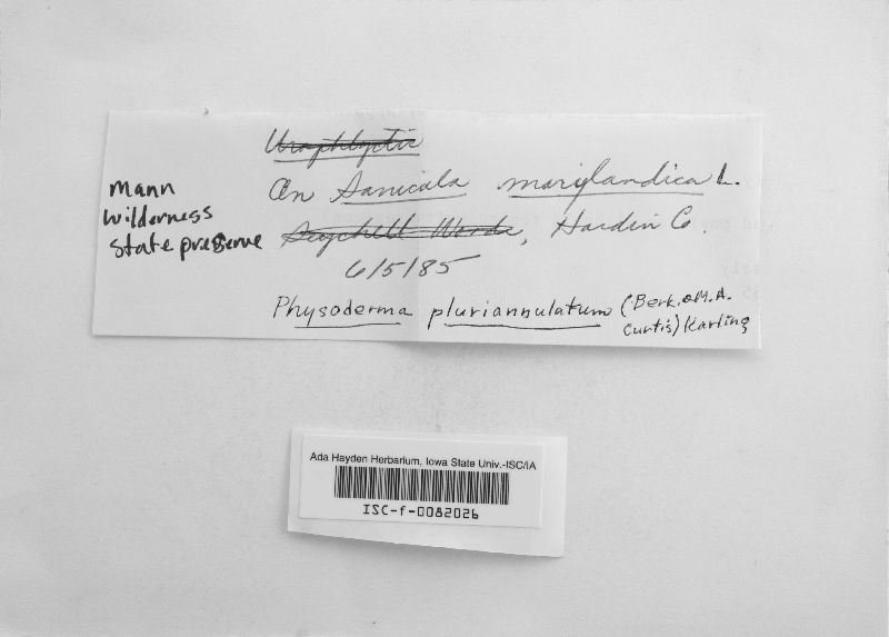 Physoderma pluriannulatum image