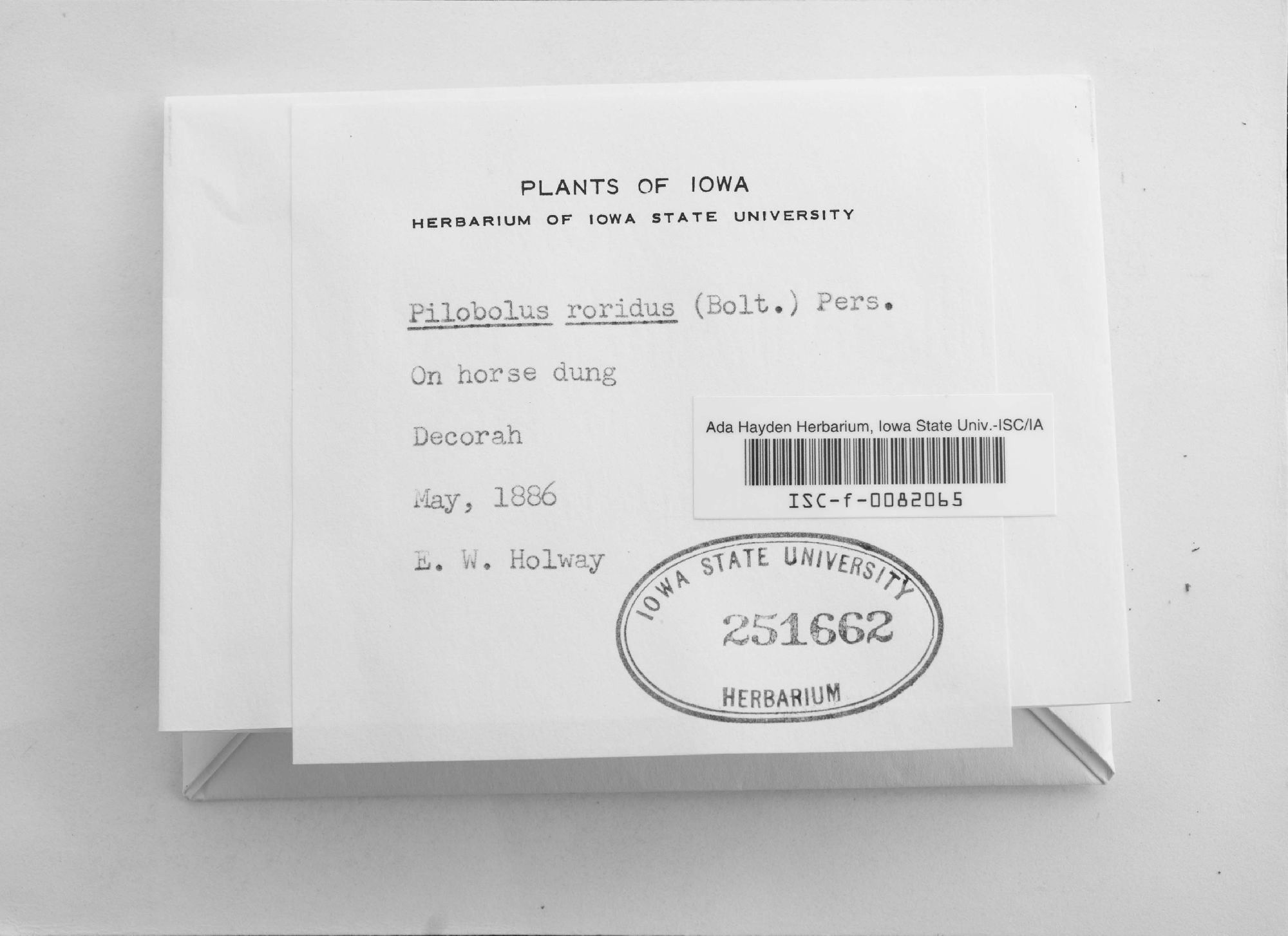 Pilobolus roridus