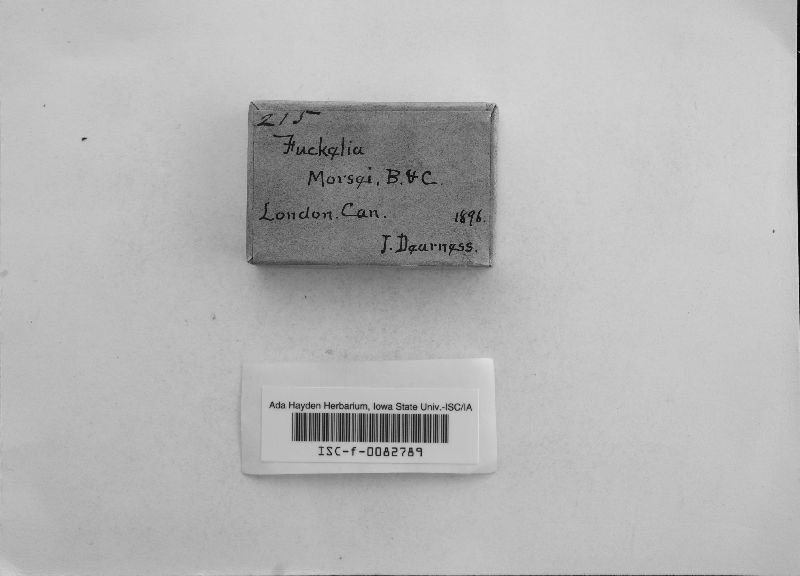 Entoleuca mammata image