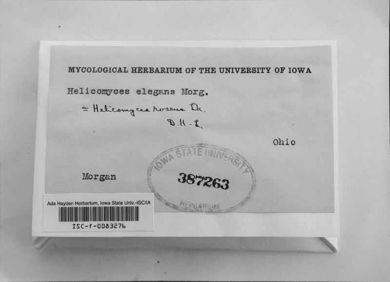 Helicomyces roseus image