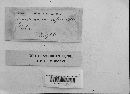 Media resource of Hymenochaete aspera