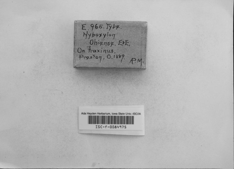 Hypoxylon ohiense image
