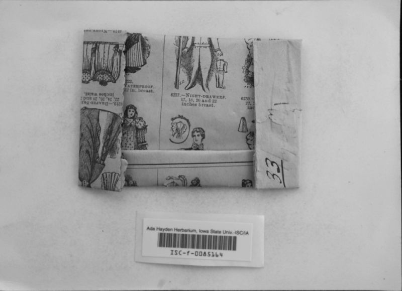 Hysterium teres image