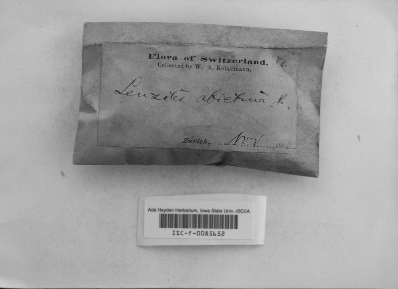 Gloeophyllum abietinum image
