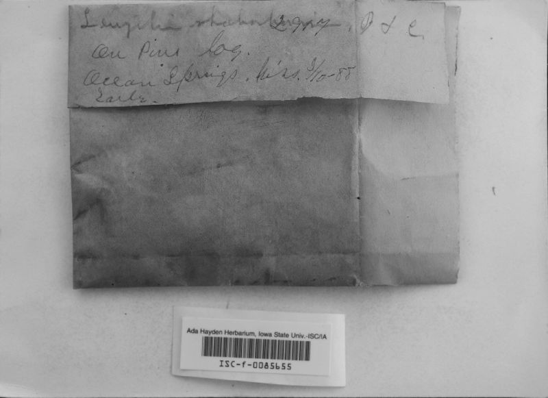Gloeophyllum striatum image