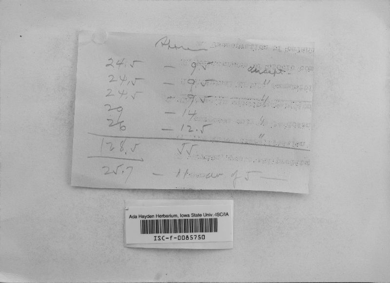 Ditiola peziziformis image