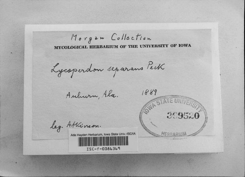 Lycoperdon separans image