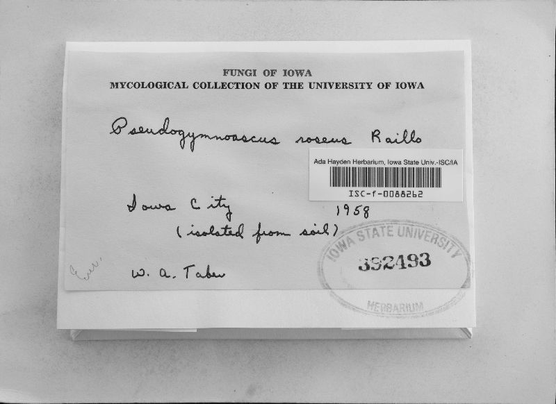 Pseudogymnoascus roseus image