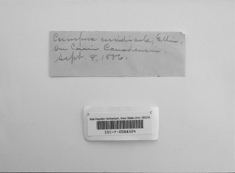 Mycosphaerella cercidicola image