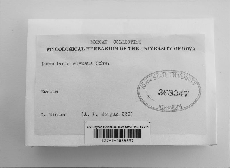 Biscogniauxia mediterranea var. mediterranea image