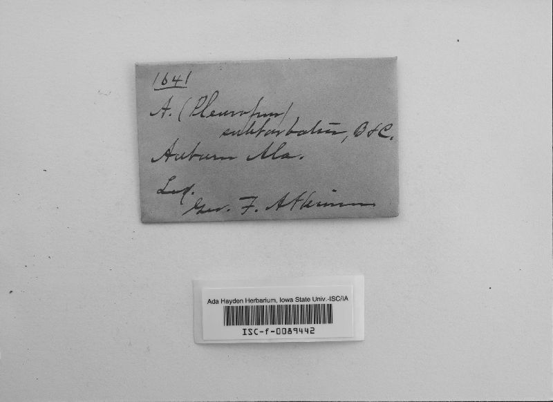 Pleurotus subbarbatus image