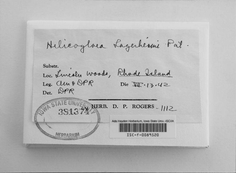 Helicogloea lagerheimii image