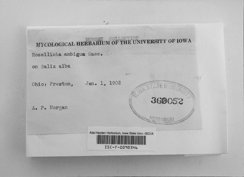 Rosellinia ambigua image