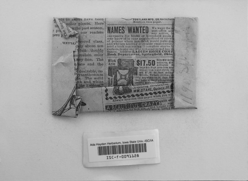 Coniothyrium parasitans image