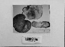 Hygrophorus russula image