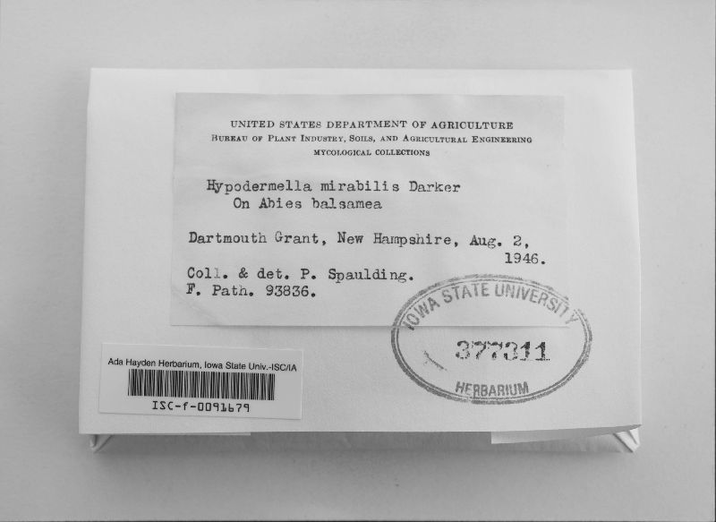 Hypodermella mirabilis image