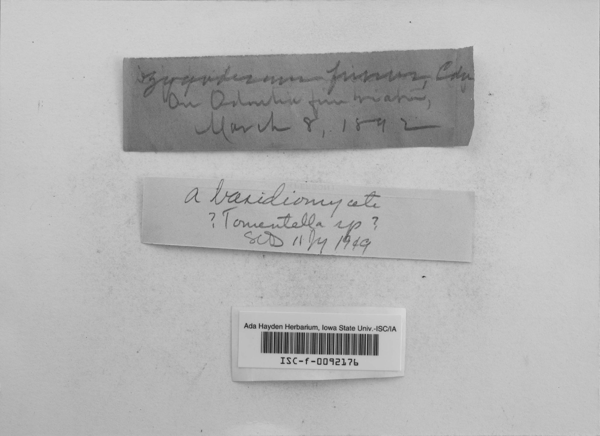 Zygodesmus fuscus thumbnail
