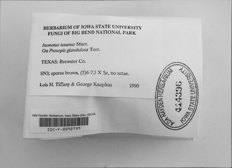 Inonotus texanus image