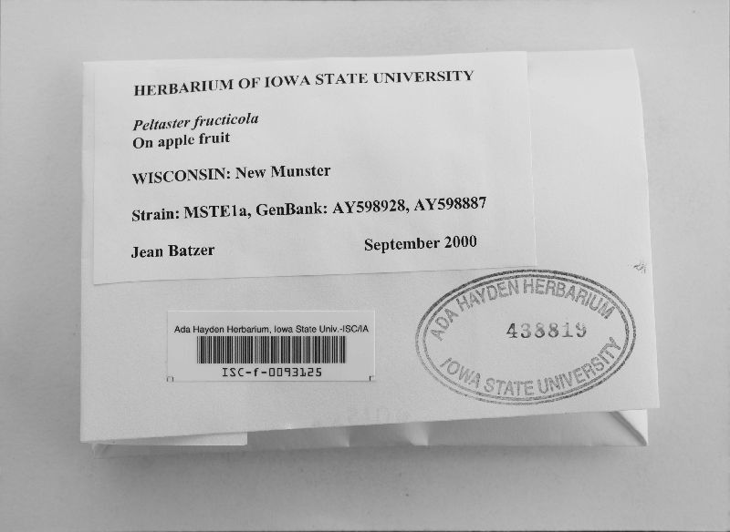 Peltaster fructicola image