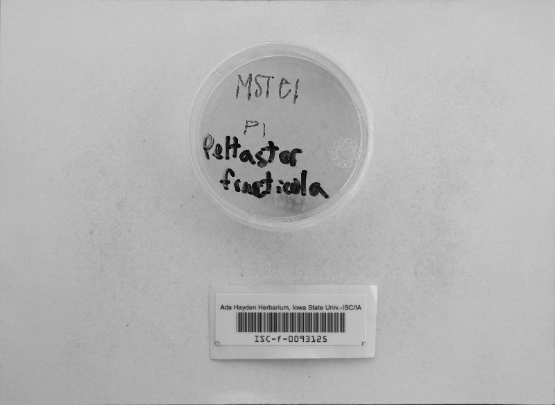 Peltaster image