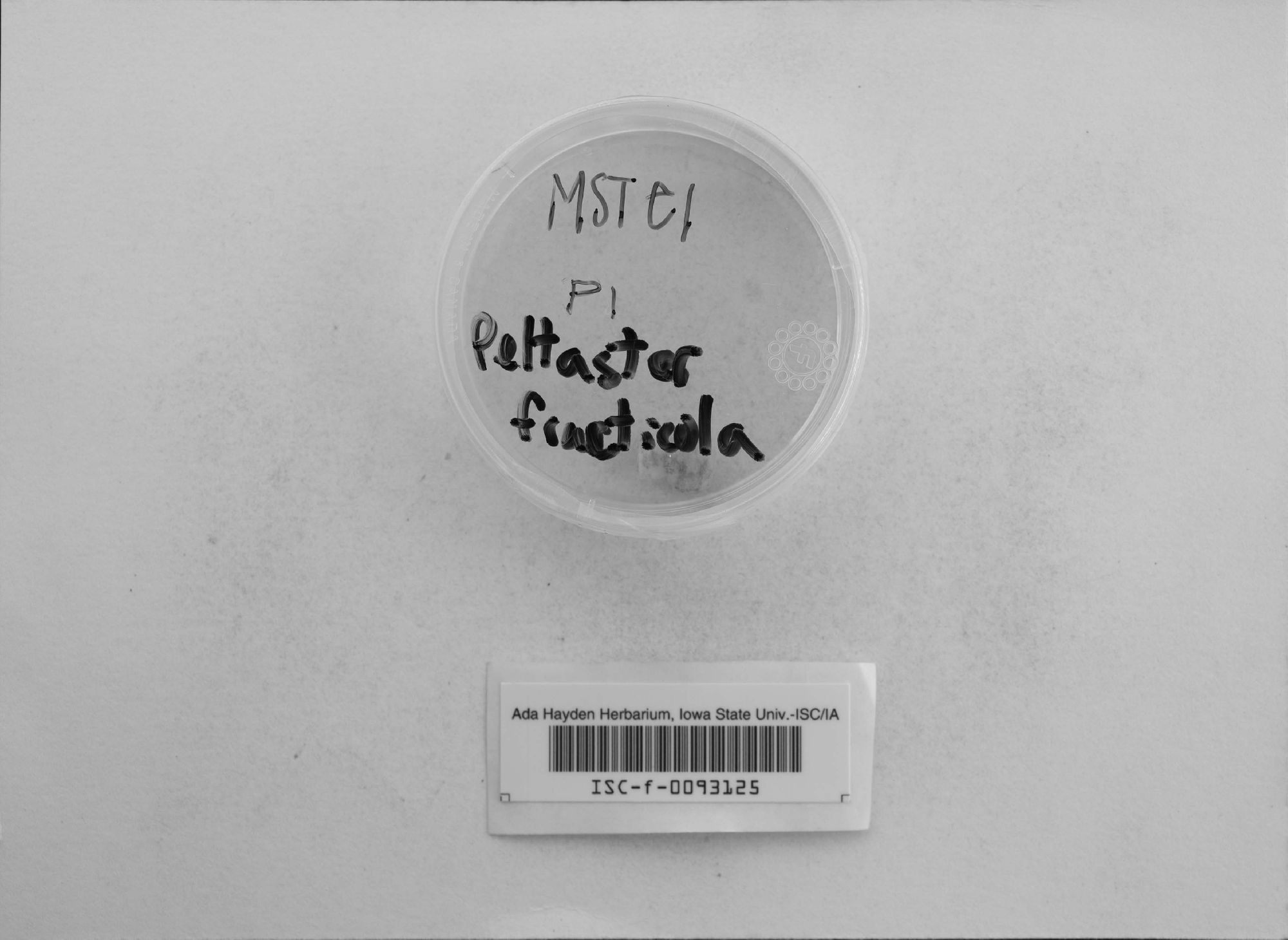Peltaster fructicola thumbnail