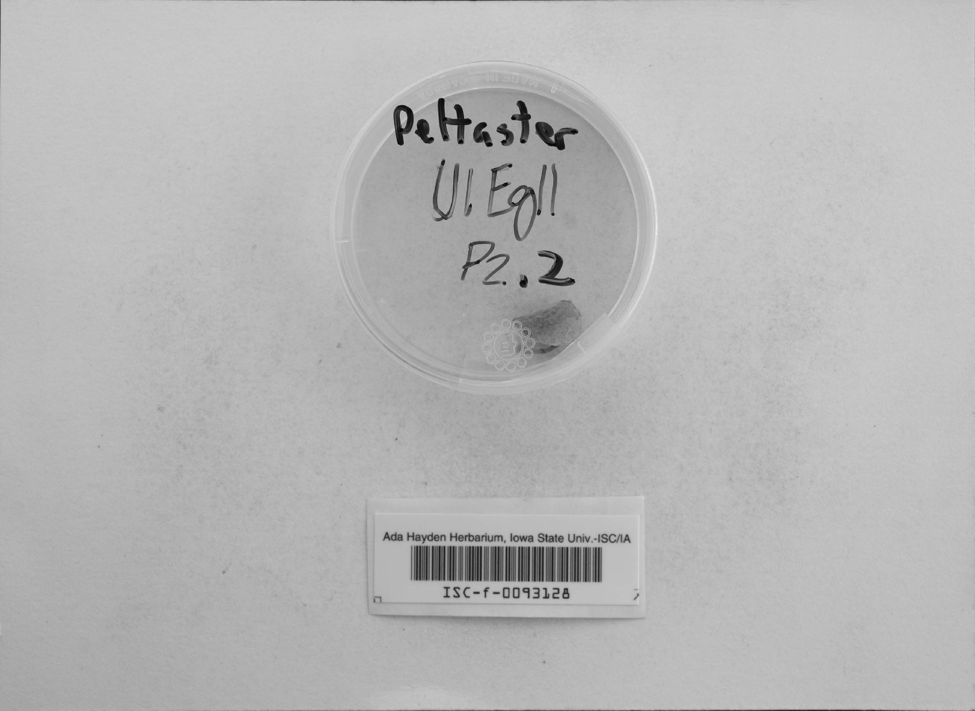 Peltaster