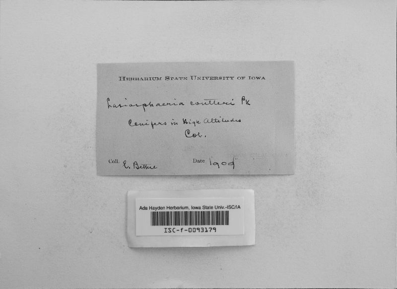 Neopeckia coulteri image