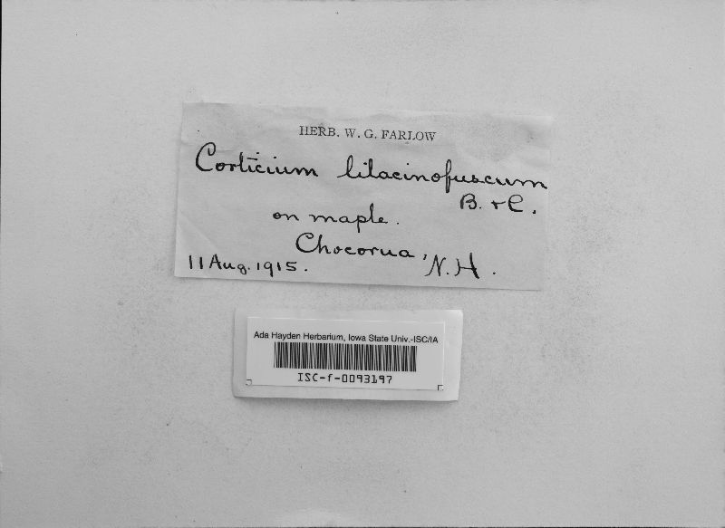 Corticium roseocarneum image