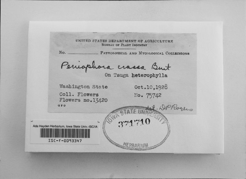 Dacryobolus karstenii image