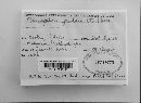 Peniophorella pubera image