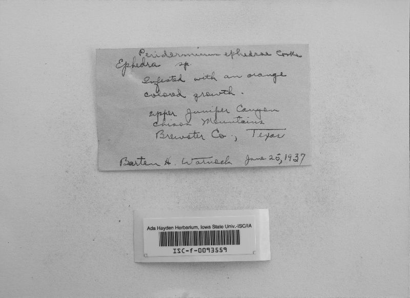 Peridermium ephedrae image
