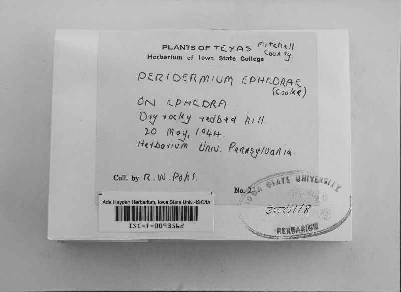 Peridermium ephedrae image