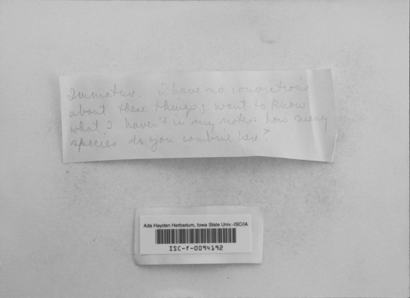 Sebacina epigaea image